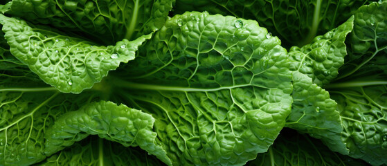 Vibrant green cabbage leaves close-up. - Powered by Adobe