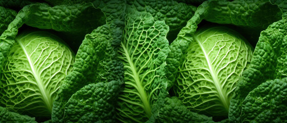 Vibrant green cabbage leaves close-up. - obrazy, fototapety, plakaty