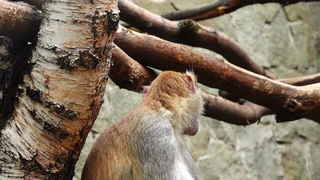 Erythrocebus patas c monkey eats fruit