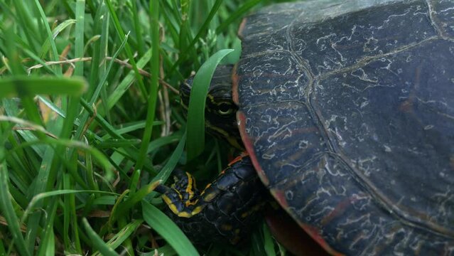Closeup footage of a painted turtle (Chrysemys picta) on a grass field