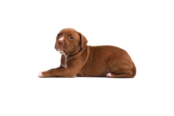 Cute little American Pit Bull Terrier puppy isolated on white background