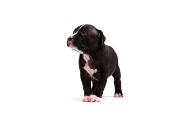 Fototapeta premium Cute little American Pit Bull Terrier puppy isolated on white background