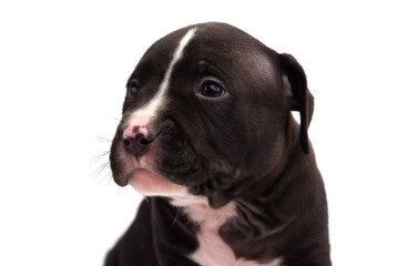 Cute little American Pit Bull Terrier puppy isolated on white background