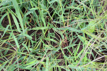 In the field, like a weed, grows Digitaria sanguinalis