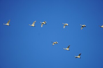 many birds flying in the sky together together to take flight