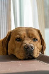 a brown dog laying down next to a window with the light streaming in