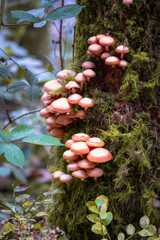 Loch Ard, mushrooms