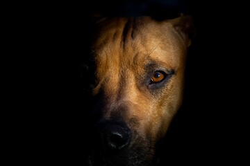 Pitbull Amstaff dog sitting in a dark area, looking intently out into the shadows
