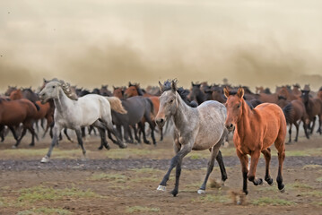 The dust kicked up by hundreds of wild horses in arid lands witnessed interesting scenes.
