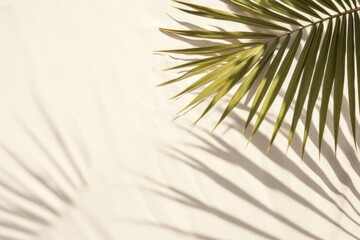 Palm leaf shadow on sand