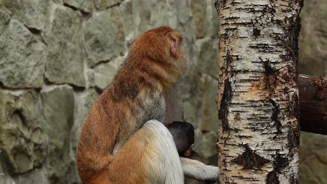 Erythrocebus patas monkey feeding baby breast milk