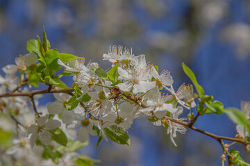 branch with cherry flowers on a background of blue sky