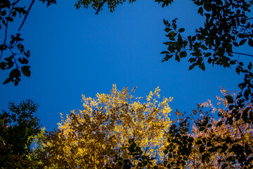 
The blue autumn sky breaks through the yellow leaves