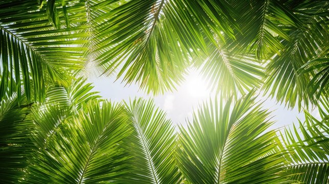  tropical palm leaf background, coconut palm trees perspective view