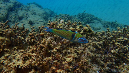 Ornate wrasse (Thalassoma pavo) undersea, Aegean Sea, Greece, Halkidiki