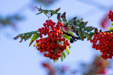 Sorbus aucuparia moutain-ash rowan tree branches with green leaves and red pomes berries on branches