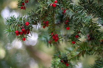 Taxus baccata common european yews tree shrub branches with green leaves needles and red berry like cones with seeds