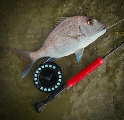 Top view of a fishing rod and a whole fish on the ground, ready for preparation for a meal