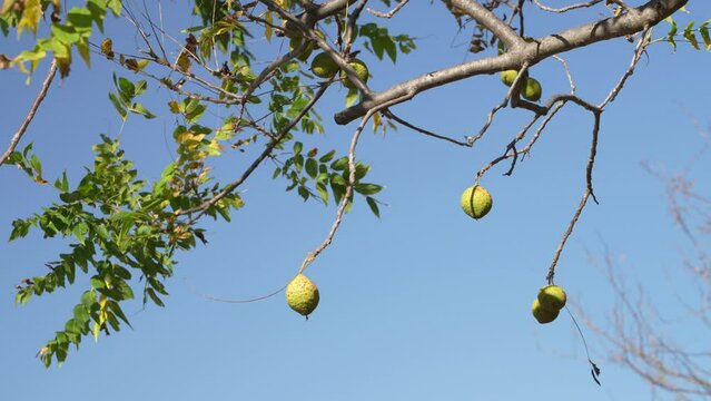 pecan nut tree against sky along Steamboat Trace Trail in Nebraska near Peru