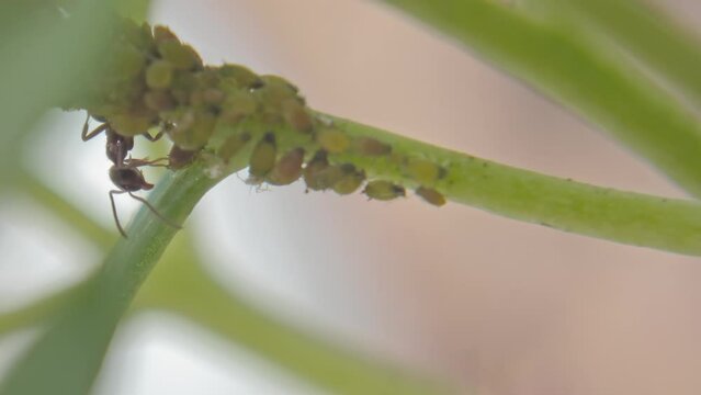 Insects ants graze aphids on plants, feeding on their honeydew milk close-up. Garden pests