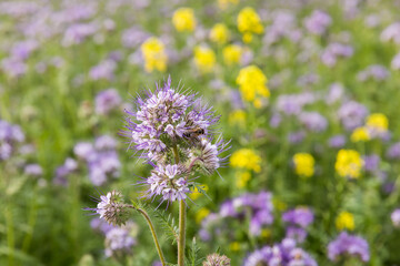 A meadow with blooming phacelia, close-up of a bee collecting nectar.
