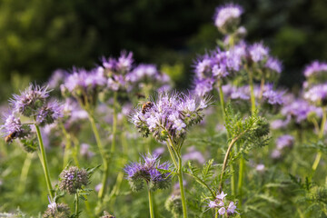A meadow with blooming phacelia, close-up of a bee collecting nectar.