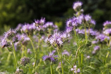 A meadow with blooming phacelia, close-up of a bee collecting nectar.