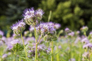 Meadow with blooming phacelia, close-up of the plant.