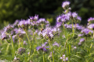 A meadow with blooming phacelia, close-up of a bee collecting nectar.