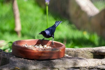 Blue-hued Common grackle stands atop a terracotta bowl of food
