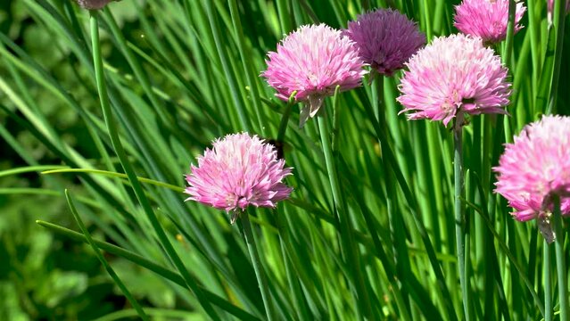 Closeup video of a bee on a Fresh Chives pink flowers in the field