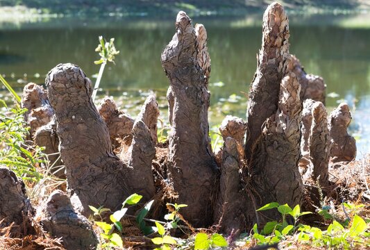 Bald Cypress knee structures protruding from the edge of a freshwater lake in Houston, TX. They are woody growths above the tree roots with unknown function.