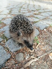 Cute, small hedgehog stands on a gray pavement surrounded by fallen leaves