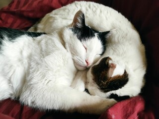 Closeup of adorable domestic cats resting comfortably on a plush living room sofa