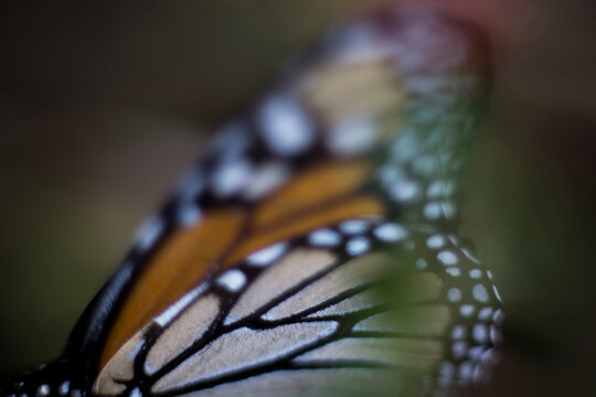 Mariposas monarca, estado de mexico, M&eacute;xico