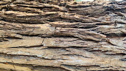 tree trunk background, Bark pattern is seamless texture from tree. For background wood work, Bark of brown hardwood, thick bark hardwood, residential house wood.