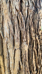 tree trunk background, Bark pattern is seamless texture from tree. For background wood work, Bark of brown hardwood, thick bark hardwood, residential house wood.