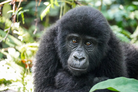 Juvenile Mountain Gorilla in Bwindi Impenetrable Forest