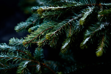 A close up view of a Christmas fir tree frond or a green pine tree branch with snow on black background.