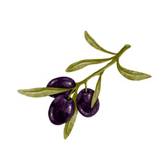 Olive branch with ripe berries of olives with green leaves. Vector graphics.