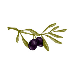 Olive branch with ripe berries of olives with green leaves. Vector graphics.