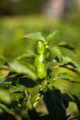 Bunch of green pepper on plant during ripening.