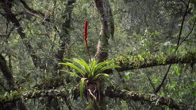 Bromeliad Flower at Atlantic Forest - Canela, Rio Grande do Sul, Brazil