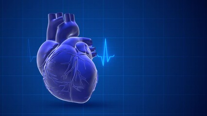 Heart of a human with a pulse trace