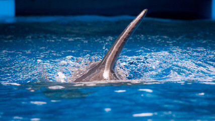 Acuario de Veracruz, México. © IBAPAME