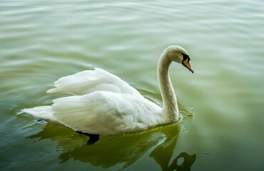 Graceful swan gliding through the tranquil waters of a tranquil lake.
