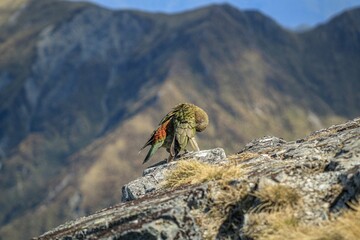 Closeup of a Kea bird perched on a rock in the Kepler Track Great Walk in New Zealand