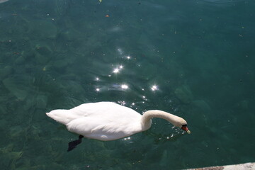 A swan on Lake Thun in Switzerland.