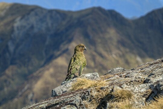Closeup of a Kea bird perched on a rock in the Kepler Track Great Walk in New Zealand