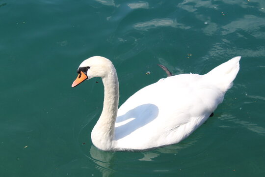 A swan on Lake Thun in Switzerland.